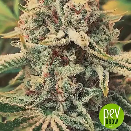 Cookies and Cream planta - Seed Stockers