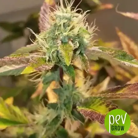 Sherbet - Seed Stockers