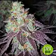 Sherbet - Seed Stockers