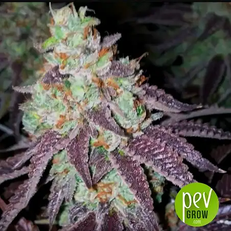 Sherbet - Seed Stockers