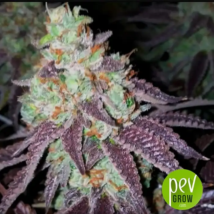 Sherbet - Seed Stockers