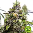 Do-Si-Dos OG - Original Sensible Seeds