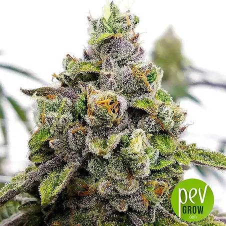 Do-Si-Dos OG - Original Sensible Seeds