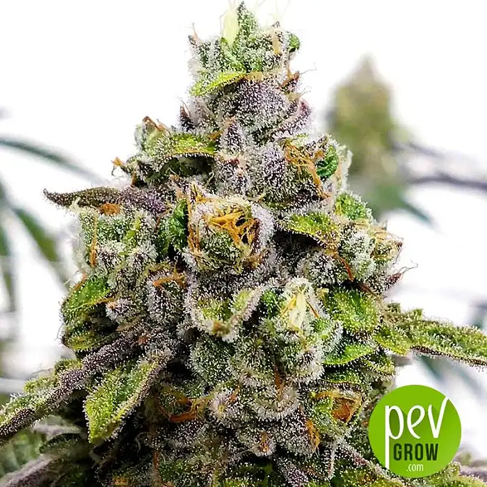 Do-Si-Dos OG - Original Sensible Seeds