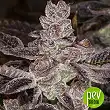 Do-Si-Dos OG plant - Original Sensible Seeds