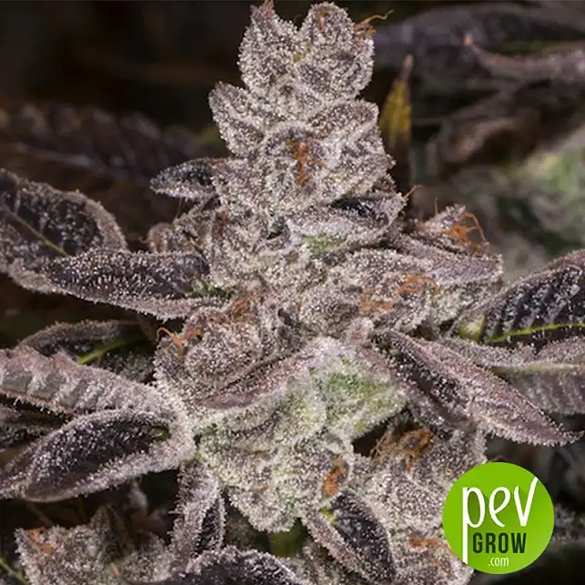 Do-Si-Dos OG plant - Original Sensible Seeds