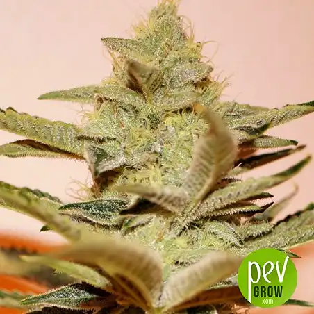 Stracciatella - TH Seeds