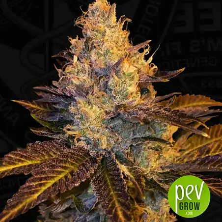 Stracciatella planta - TH Seeds