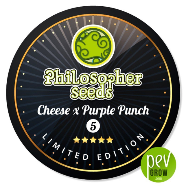 Cheese x Purple Punch - Philosopher Seeds