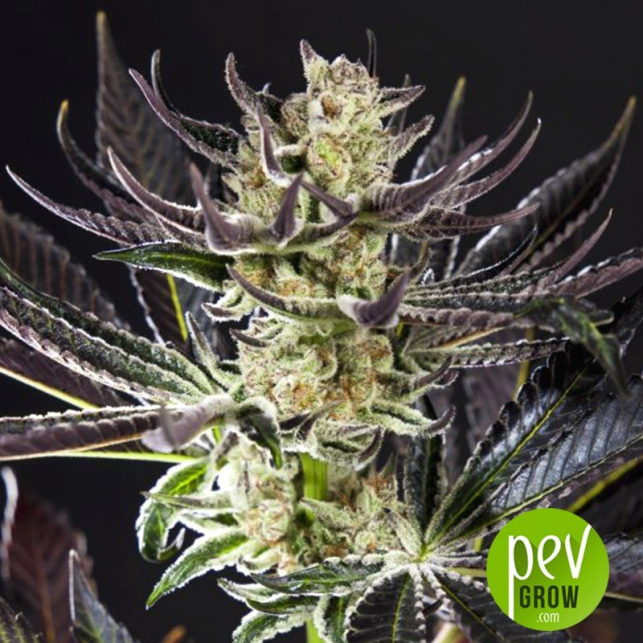 Cheese x Purple Punch - Philosopher Seeds