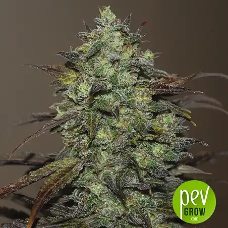 Eleven Roses Early Version - Delicious Seeds