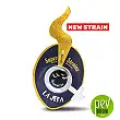 La Jefa - Super Strains