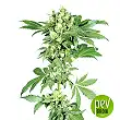 La Jefa plante - Super Strains La Jefa plante - Super Strains