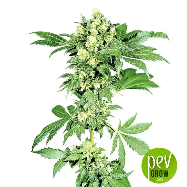 La Jefa plant - Super Strains