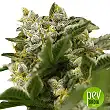 Ibiza Farmer's planta - Super Strains Ibiza Farmer's planta - Super Strains