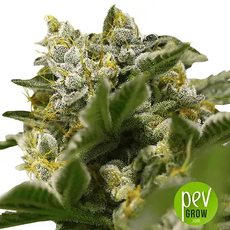 Ibiza Farmer's plante - Super Strains