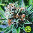 Blue Dream - Nirvana Seeds