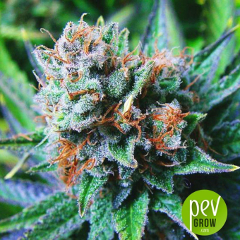Blue Dream - Nirvana Seeds