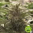 Auto Do-Si-Dos Cookies - 00 Seeds Auto Do-Si-Dos Cookies - 00 Seeds
