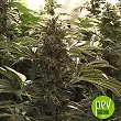 Do-Si-Dos Cookies - 00 Seeds