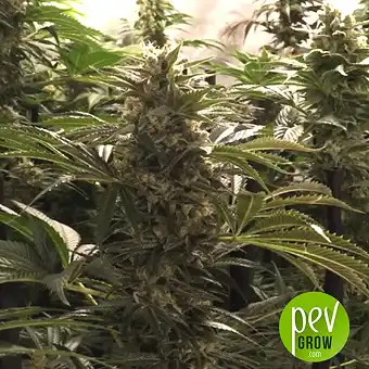 Do-Si-Dos Cookies - 00 Seeds