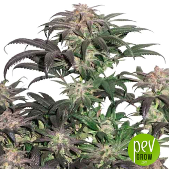 Bubba Island Kush