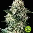 Auto New York City Diesel CBD