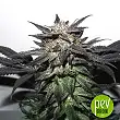 Bubba Island Kush plant - Dutch Passion