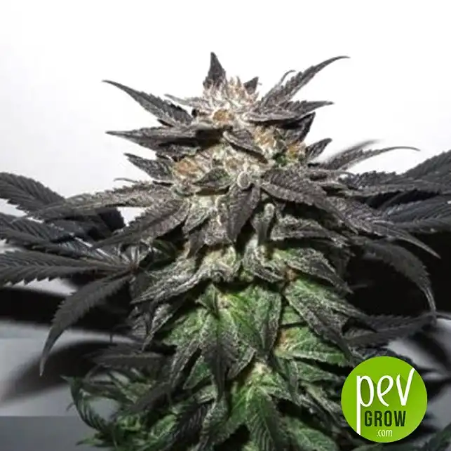 Bubba Island Kush plant - Dutch Passion
