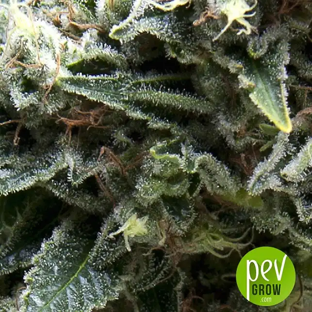 Auto New York City Diesel CBD
