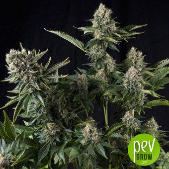 White Widow CBD - Pyramid Seeds