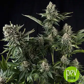 White Widow CBD - Pyramid Seeds