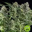 Northern Lights CBD - Pyramid Seeds