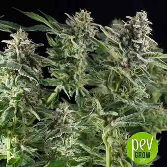 Northern Lights CBD - Pyramid Seeds