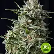 Anesthesia CBD - Pyramid Seeds Anesthesia CBD - Pyramid Seeds