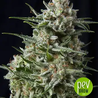 Anesthesia CBD - Pyramid Seeds
