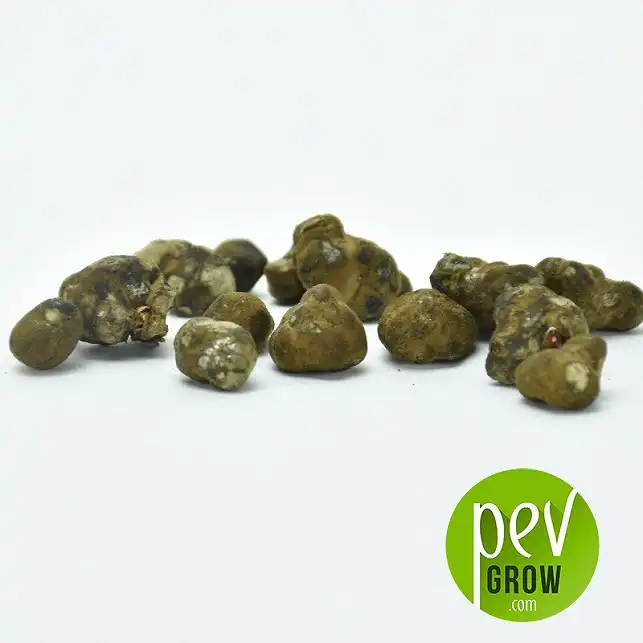 Truffes Magiques Mexicana