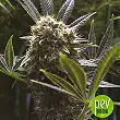 Quick Dinamed CBD plante - Dinafem