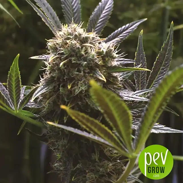 Quick Dinamed CBD plant - Dinafem