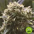 Quick Dinamed CBD - Dinafem Quick Dinamed CBD - Dinafem