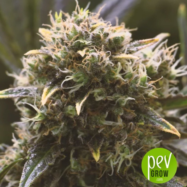 Quick Dinamed CBD - Dinafem