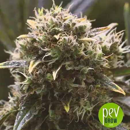 Quick Dinamed CBD - Dinafem