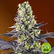 Sweet Zkittlez - Sweet Seeds Sweet Zkittlez - Sweet Seeds