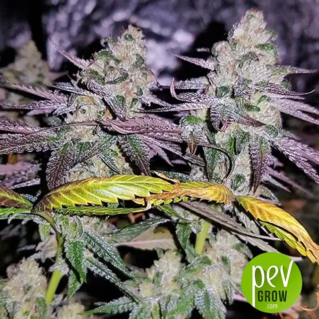 Sweet Zkittlez planta - Sweet Seeds
