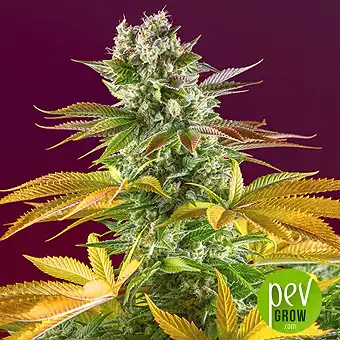 Gorilla Girl Fast Version - Sweet Seeds