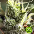 Gorilla Girl Fast Version detail - Sweet Seeds