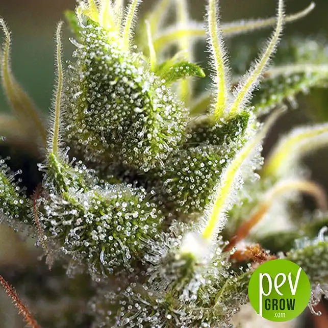 Gorilla Girl Fast Version detail - Sweet Seeds