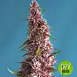 Red Pure Auto CBD - Sweet Seeds