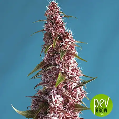 Red Pure Auto CBD - Sweet Seeds