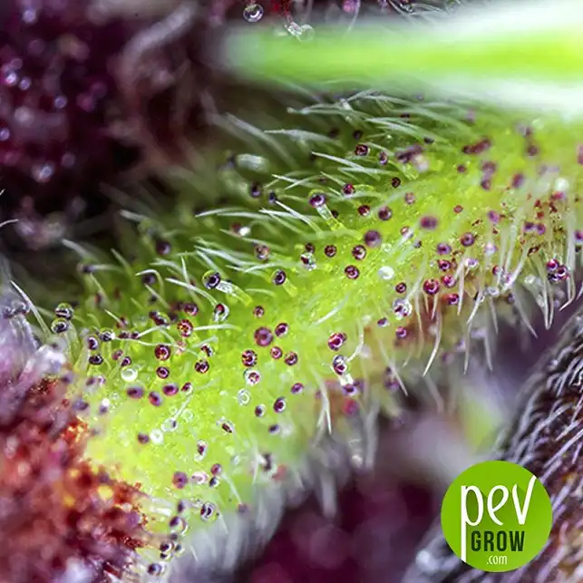 Red Pure Auto CBD detalle - Sweet Seeds